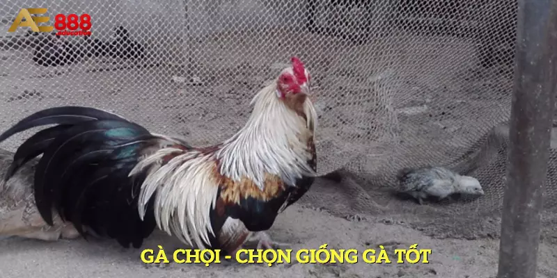 Chọn gà giống tốt để nuôi dưỡng