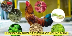 Gà chọi